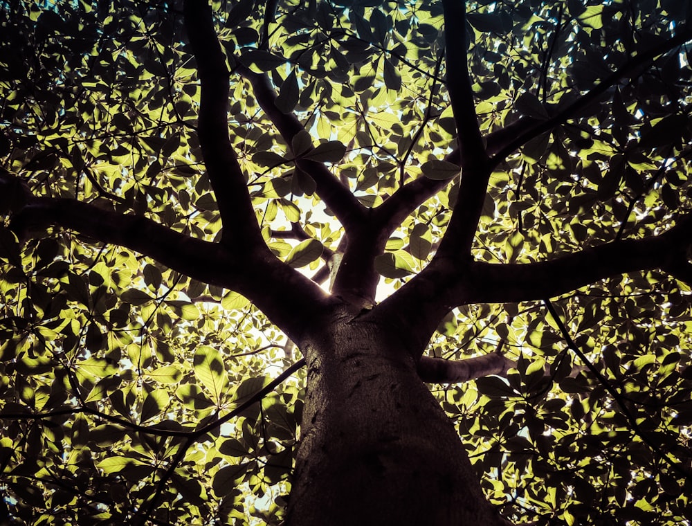 Low-Angle-Fotografie von schwarzem und grünem Baum