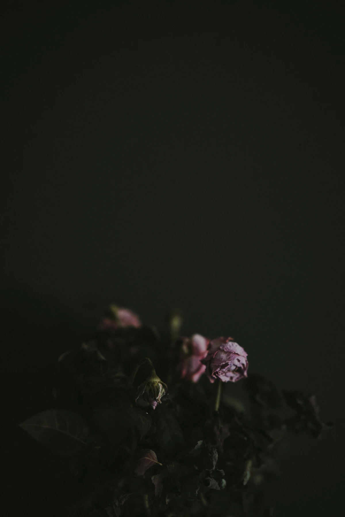 Dried roses