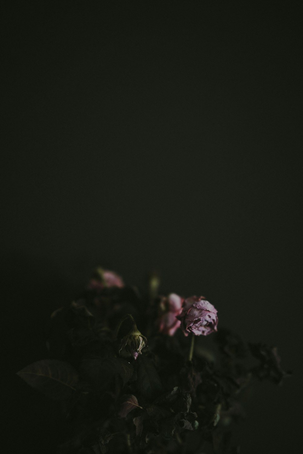 dried rose flowers
