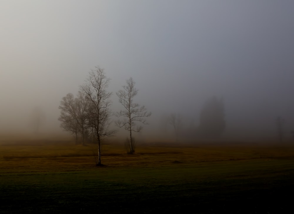 bare trees covered with fog