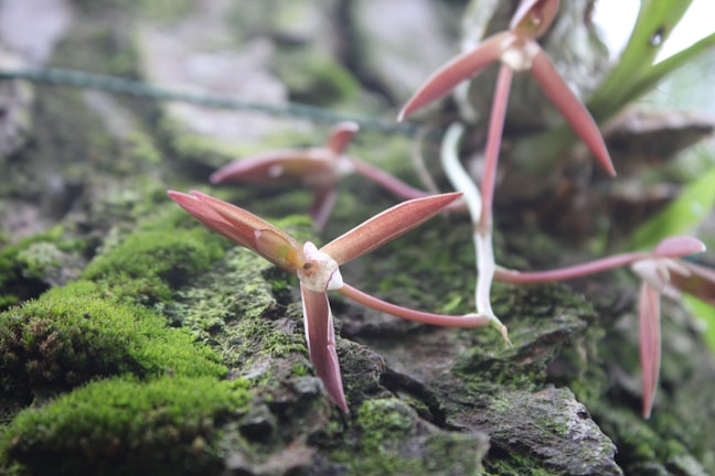 Researchers carefully documenting rare orchids in a dense Indonesian rainforest.