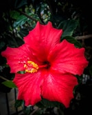 A vibrant red hibiscus flower with prominent yellow stamens at its center, surrounded by lush green leaves. Water droplets are visible on the petals, adding a fresh and lively touch.