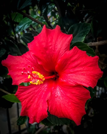 A vibrant red hibiscus flower with prominent yellow stamens at its center, surrounded by lush green leaves. Water droplets are visible on the petals, adding a fresh and lively touch.