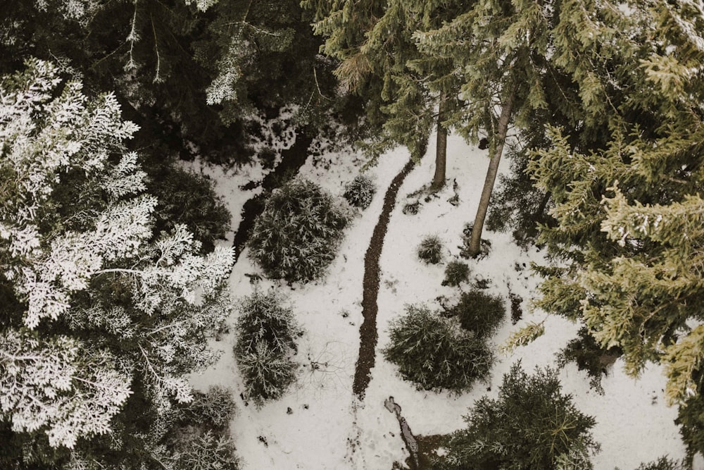 aerial view of tall trees covered with snow