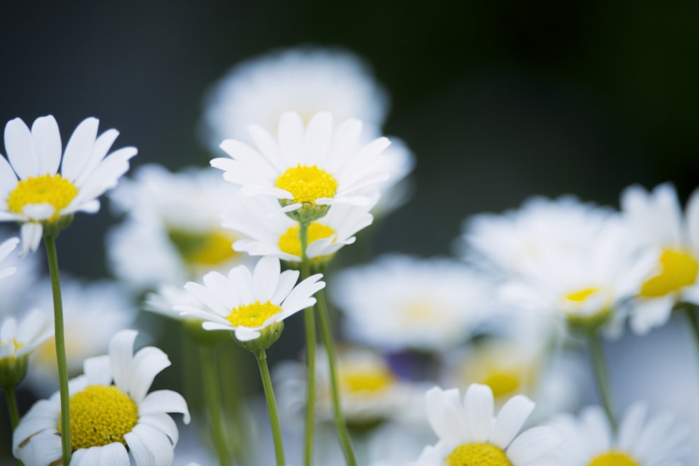 selective focus photography of white petaled flowers