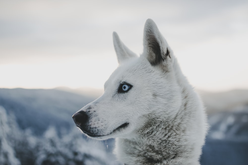 selective focus of wolf at daytime