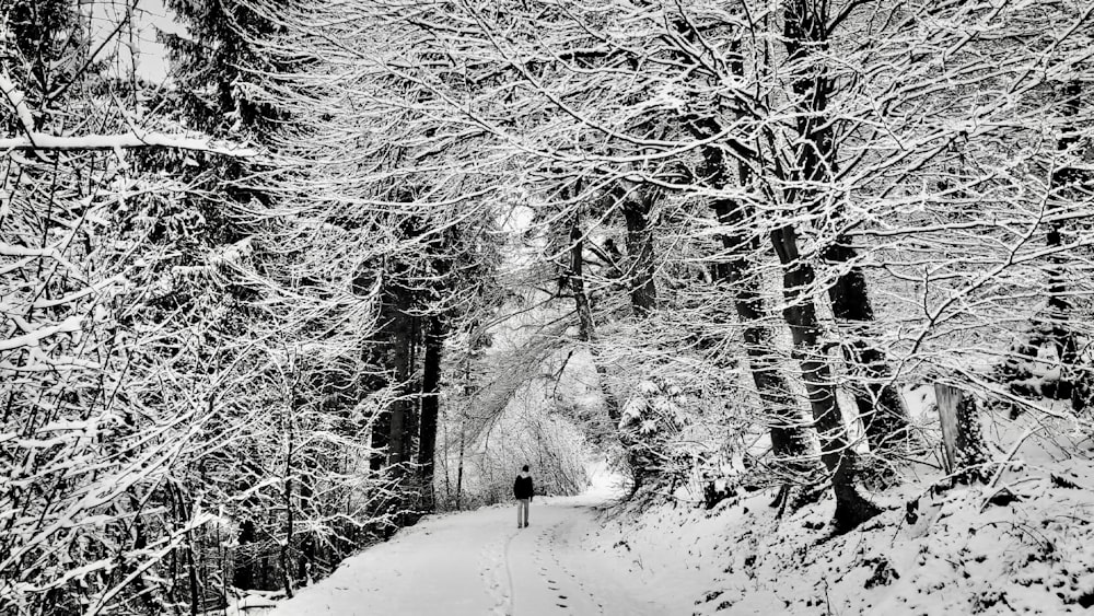 man standing between bare trees