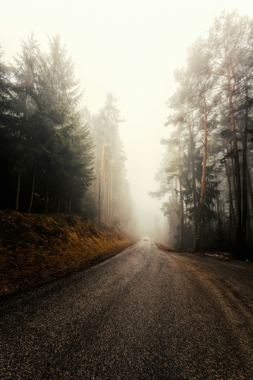 empty road between pine trees under white sky