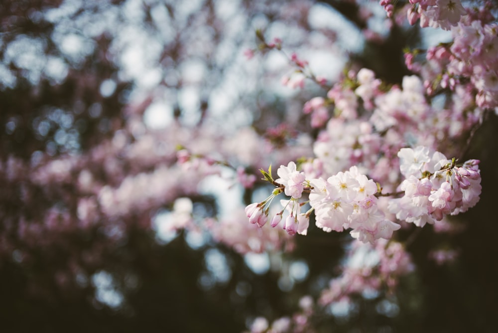 pink petaled flower