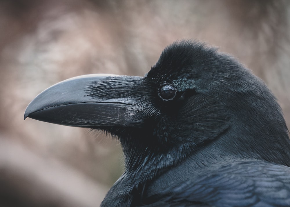 visage de corbeau dans une lentille à mise au point peu profonde