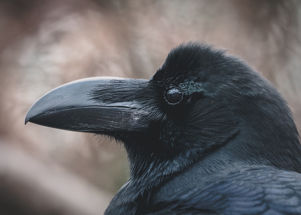 raven face in shallow focus lens
