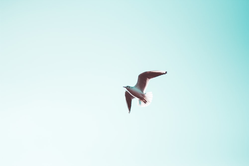 white seagull under blue sky