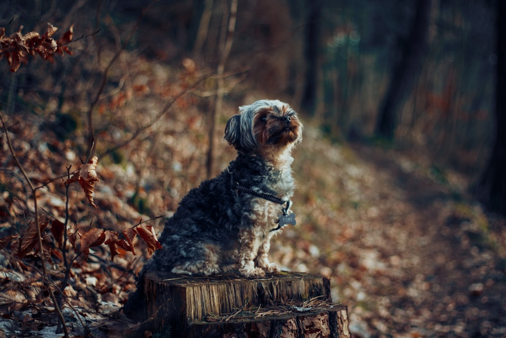 perro blanco y marrón de pelo rizado en tronco de madera marrón en el bosque