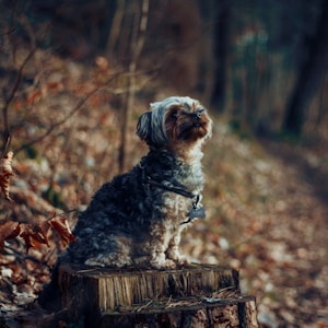 卷毛的白色和棕色狗在棕色原木森林