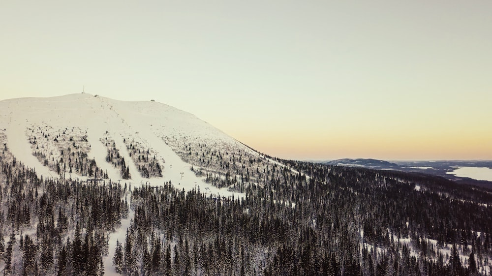 pine trees at the foot of snow covered mountain