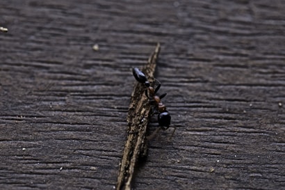 A close-up of a black ant walking on a piece of wood. The textured surface of the wood is visible, with the ant appearing to be navigating over a small ridge. The image emphasizes the intricate details of the ant's body and legs.