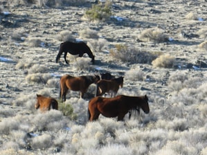 A group of wild horses grazes in a dry, arid landscape covered with sparse vegetation and shrubs. The scene features several horses of varying shades of brown and black, positioned amidst the rugged terrain. The background shows an uneven, rocky area dotted with bushes and small plants under a clear sky.