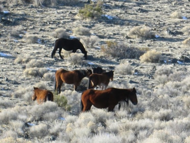 A group of wild horses grazes in a dry, arid landscape covered with sparse vegetation and shrubs. The scene features several horses of varying shades of brown and black, positioned amidst the rugged terrain. The background shows an uneven, rocky area dotted with bushes and small plants under a clear sky.