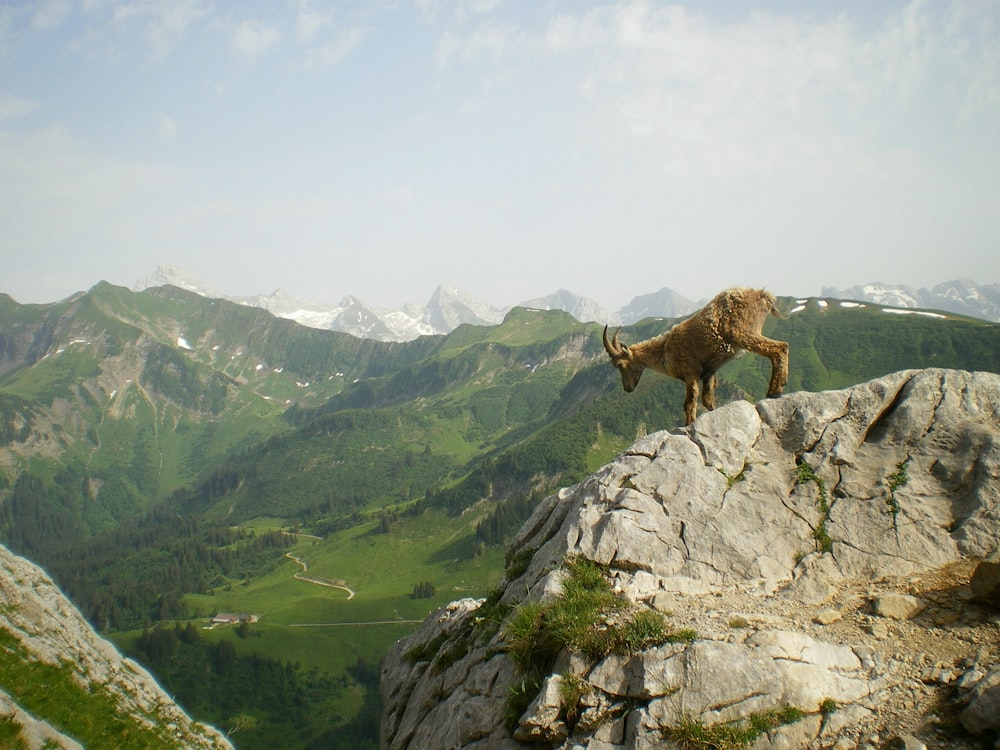 Brauner Bergwidder steht auf dem grauen Felsberg