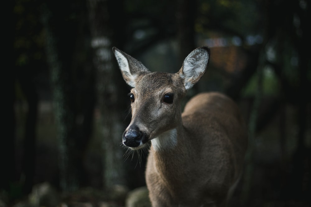 foto de closeup de cervo marrom