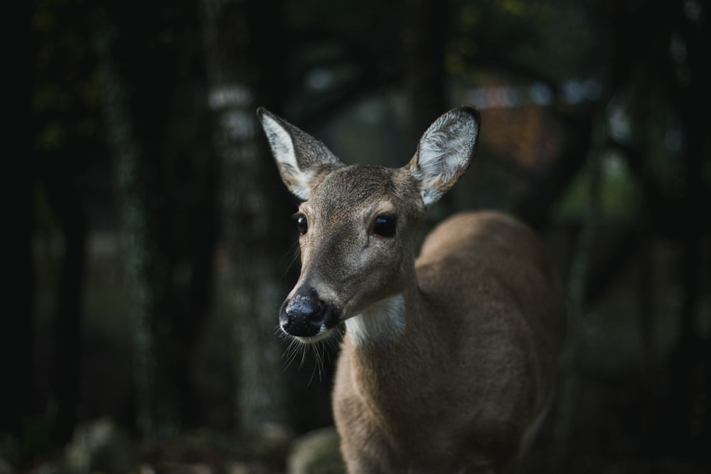 closeup photo of brown deer