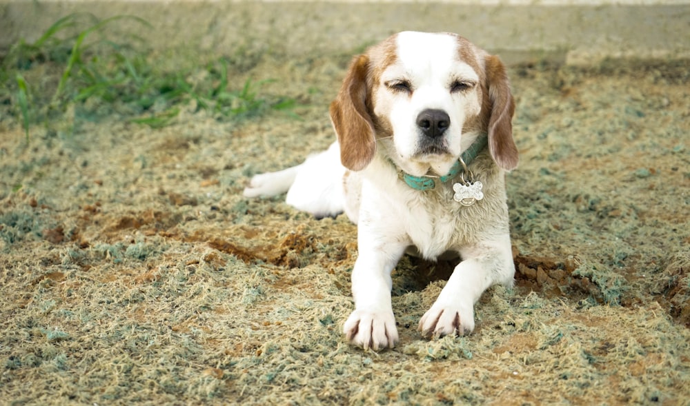 dog lying on ground