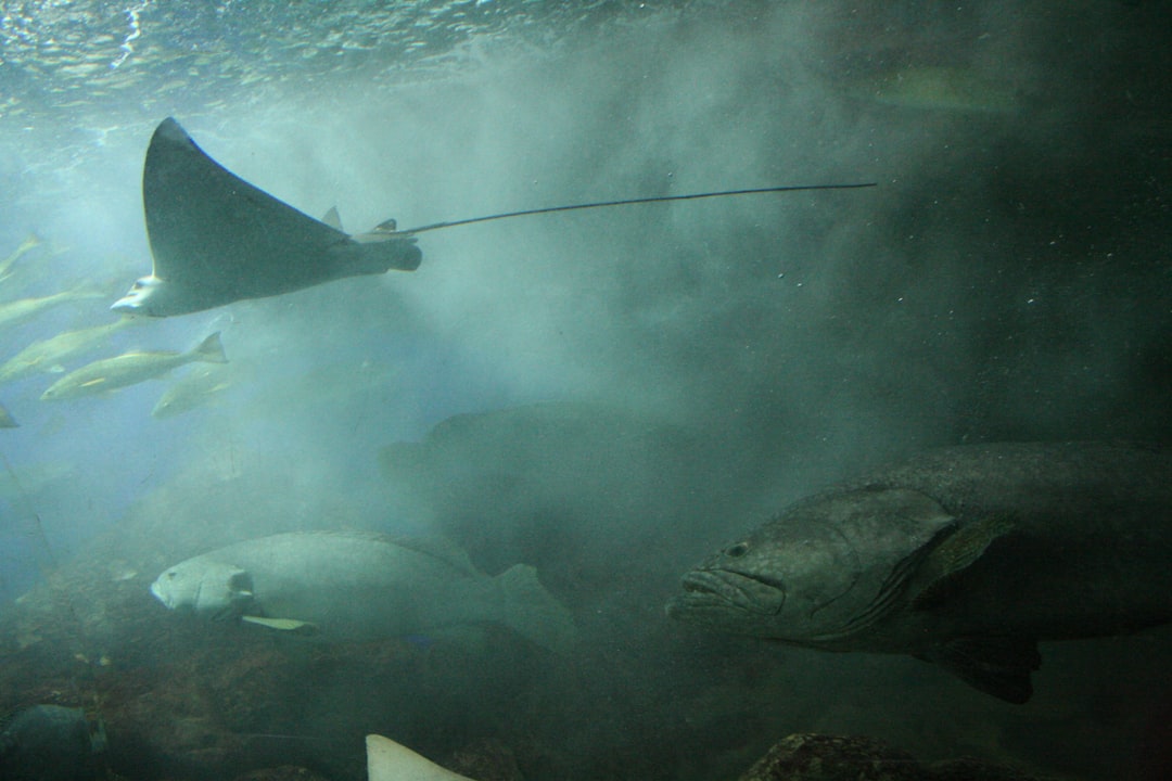 Underwater photo spot Underwater World Singapore Pte Ltd River Safari