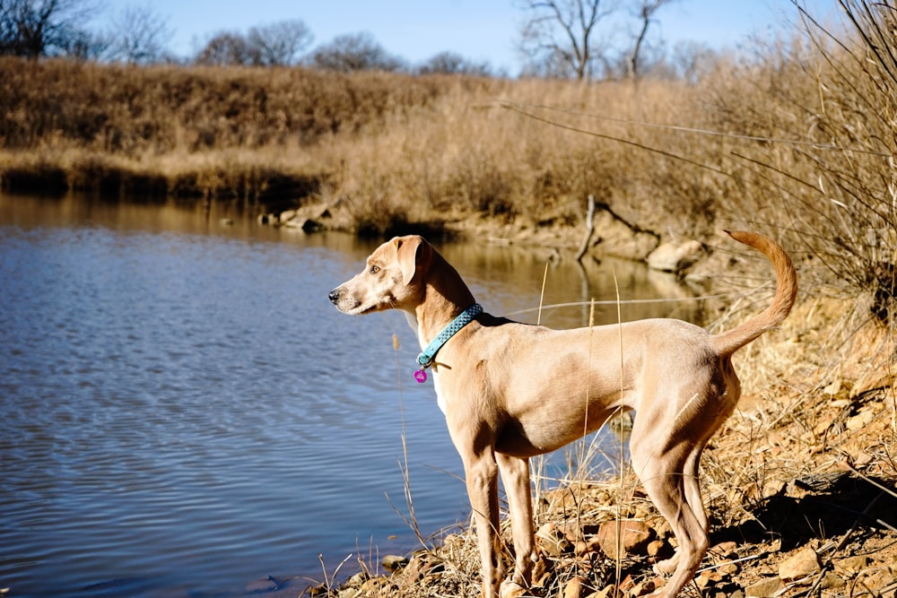 brown dog beside body of water