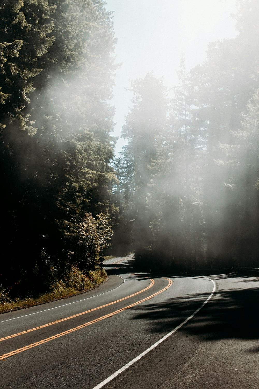 curve road beside trees