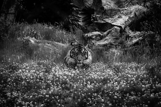 A tiger lies in a field of small, blooming flowers against the backdrop of a fallen tree and tall grasses. The image is in black and white, accentuating the textures and contrasts between the tiger's stripes and the natural surroundings.