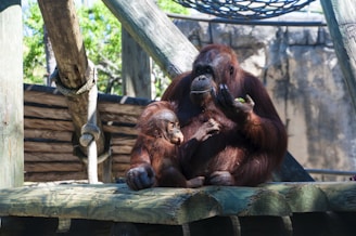 A mother orangutan sits with her young child on a wooden platform. The mother is holding some food in her hand, while the young orangutan looks on curiously. The setting includes ropes and wooden structures, with a rocky background and greenery in the distance.