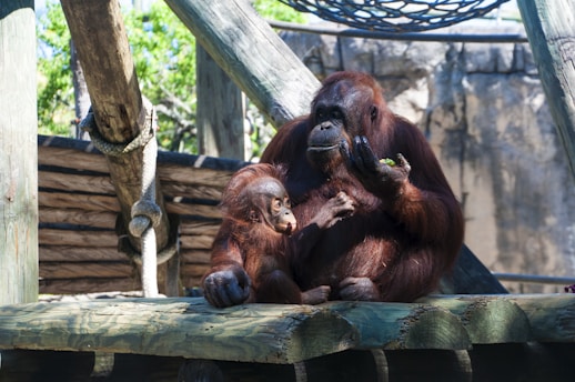 A mother orangutan sits with her young child on a wooden platform. The mother is holding some food in her hand, while the young orangutan looks on curiously. The setting includes ropes and wooden structures, with a rocky background and greenery in the distance.