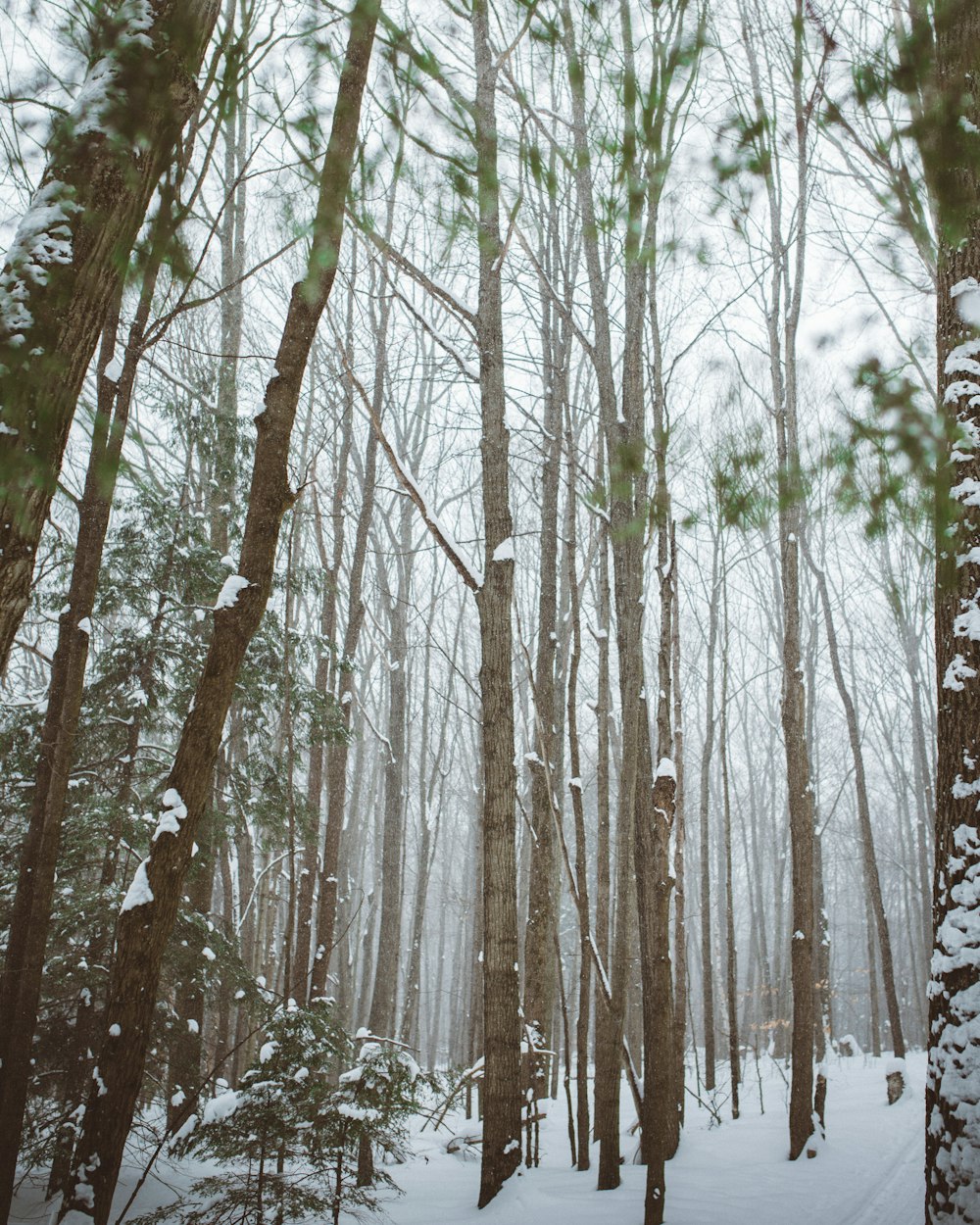 green and brown trees during daytime