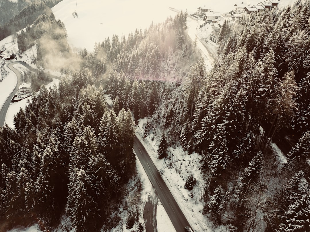 aerial view of road between pine trees, Into the woods