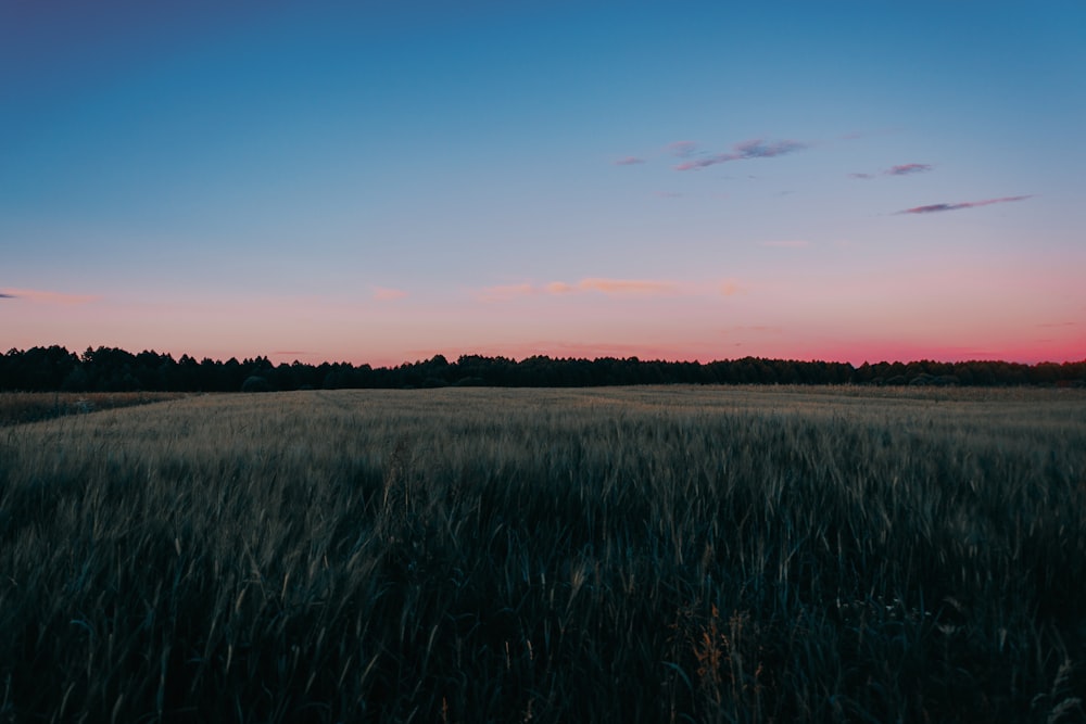 green grass field with trees in distance