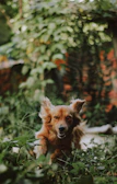 A happy dog with floppy ears dressed in a bright blue hoodie running in a garden.