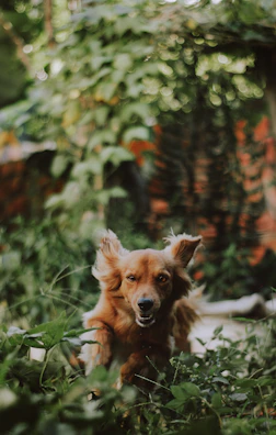 A happy dog with floppy ears dressed in a bright blue hoodie running in a garden.