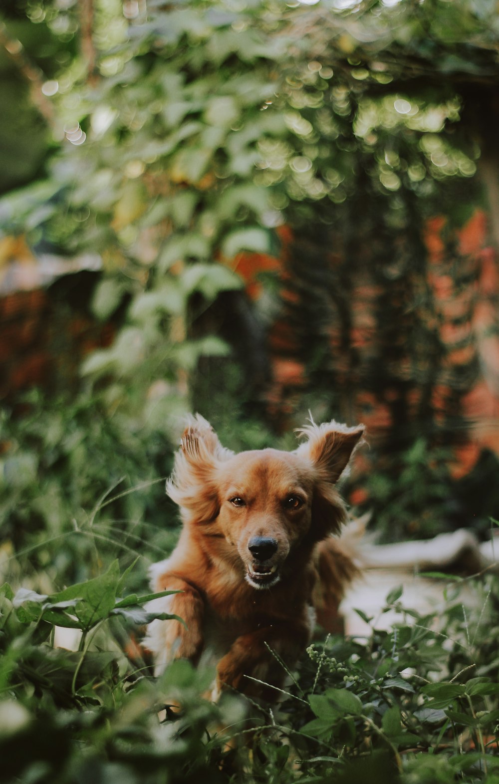 long-coated tan puppy walking on grass