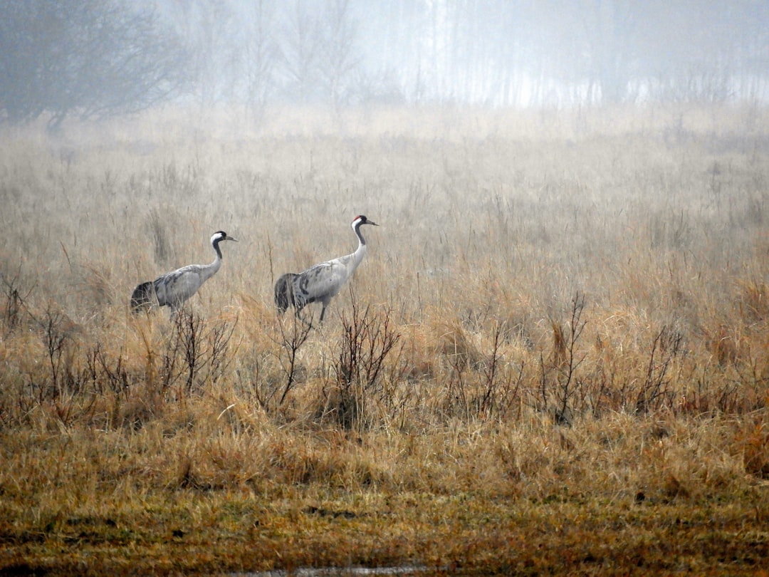 Wildlife photo spot Kalvebod Fælled København