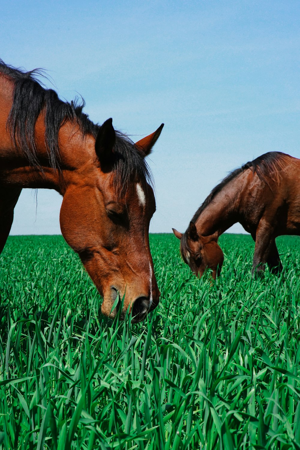 two brown horses eating grass