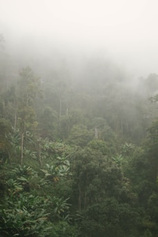 green leafed trees with fog