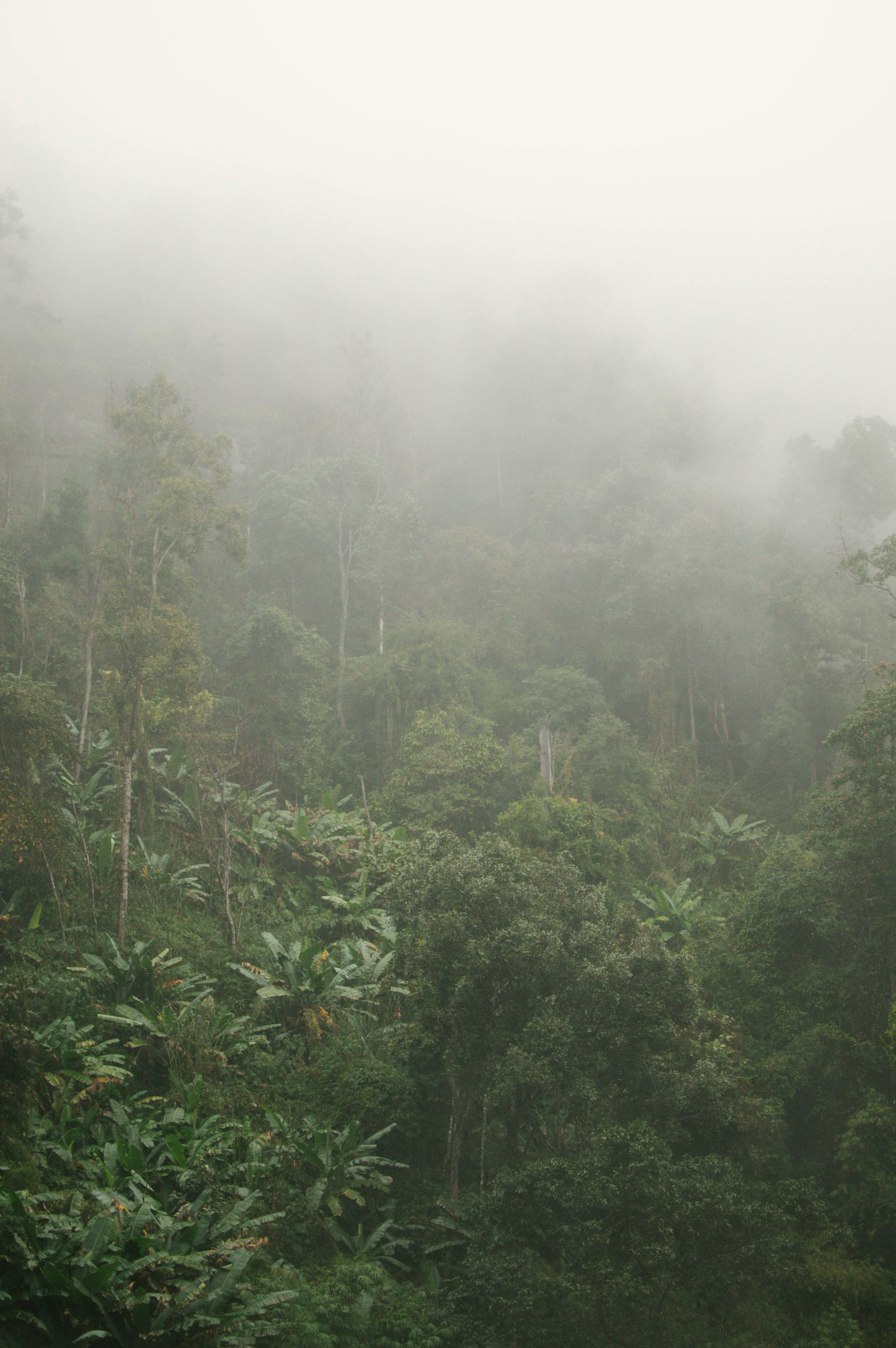 green leafed trees with fog