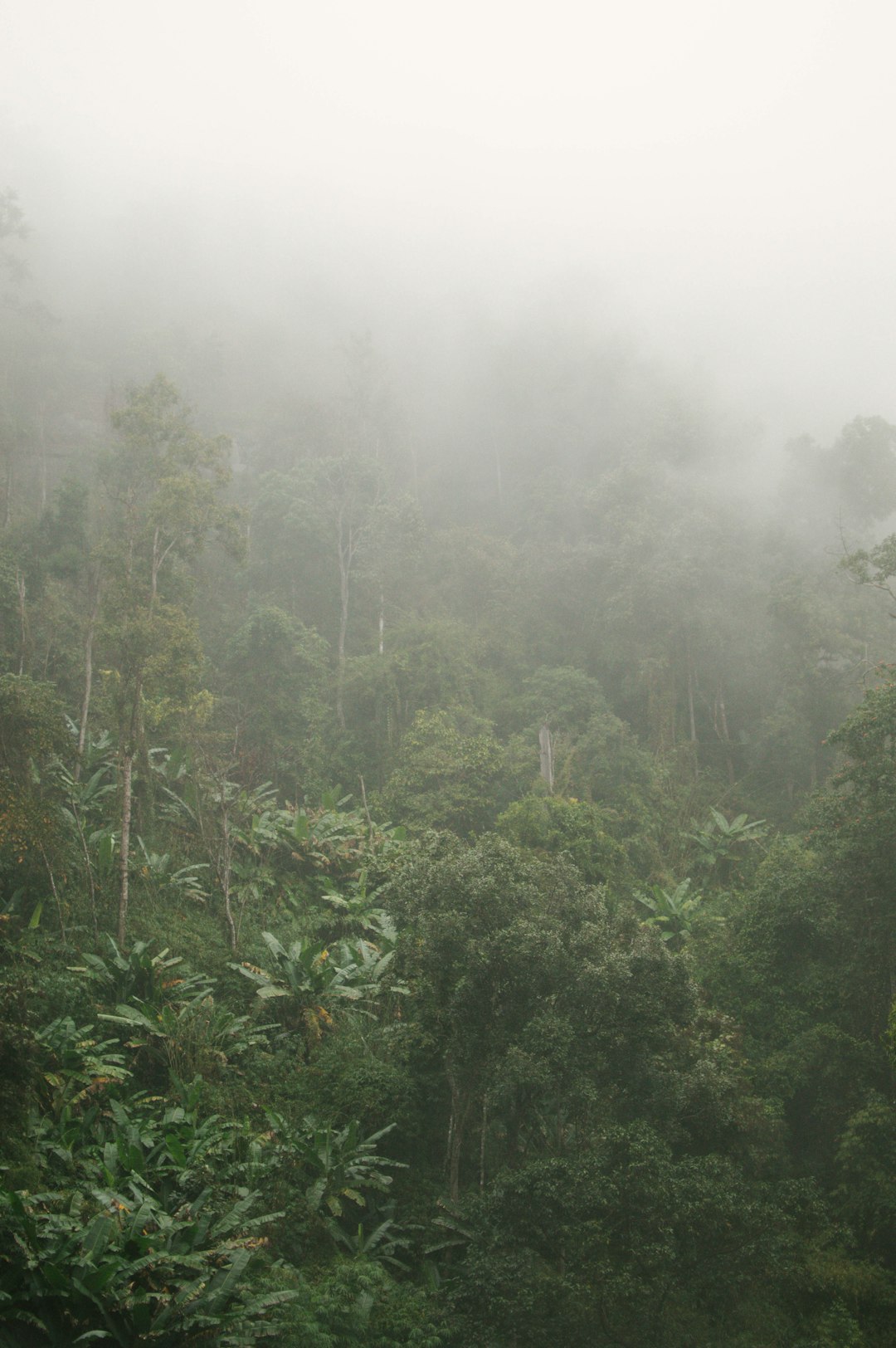 Forest photo spot Doi Inthanon Thailand