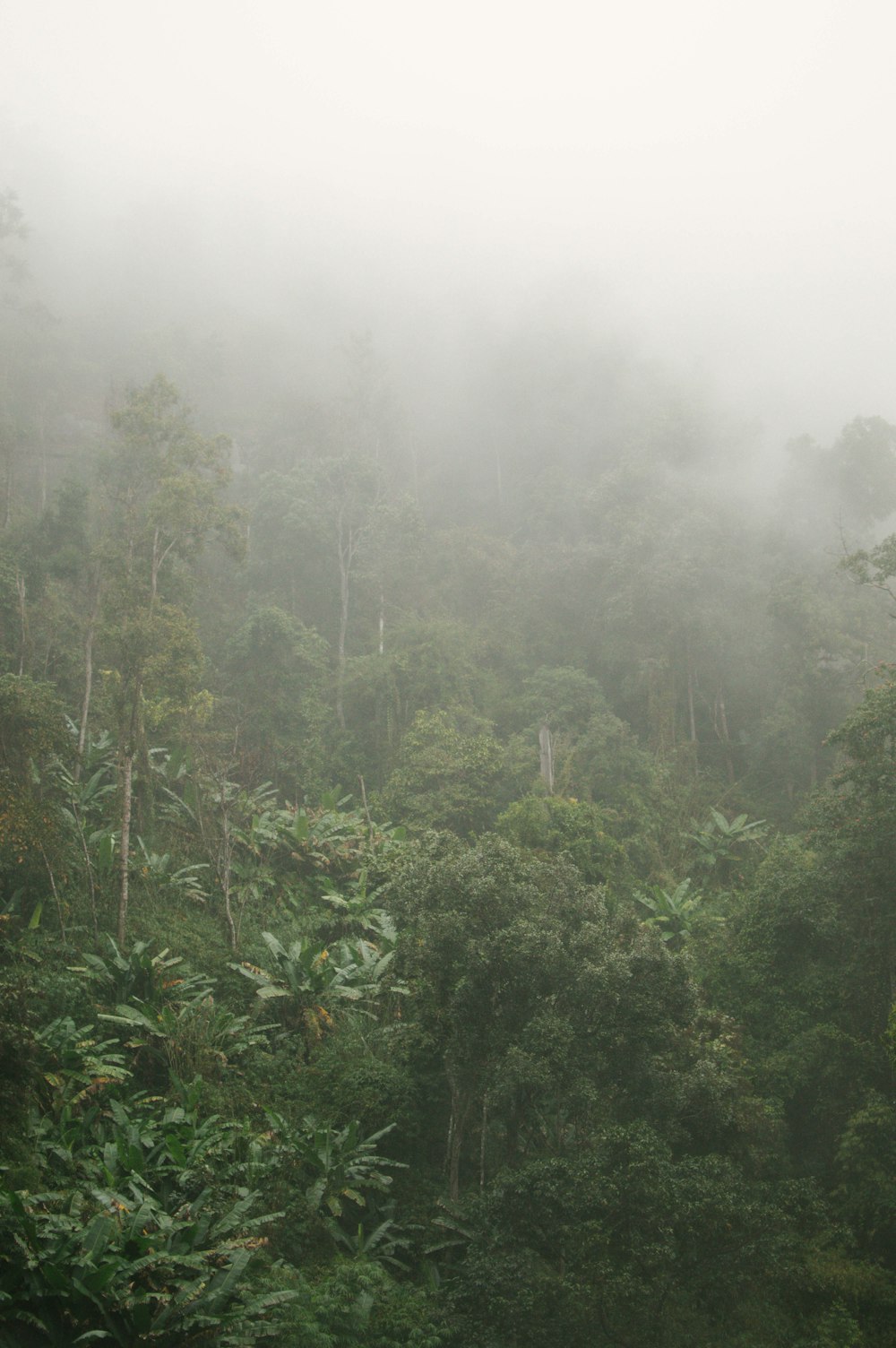 grün belaubte Bäume mit Nebel