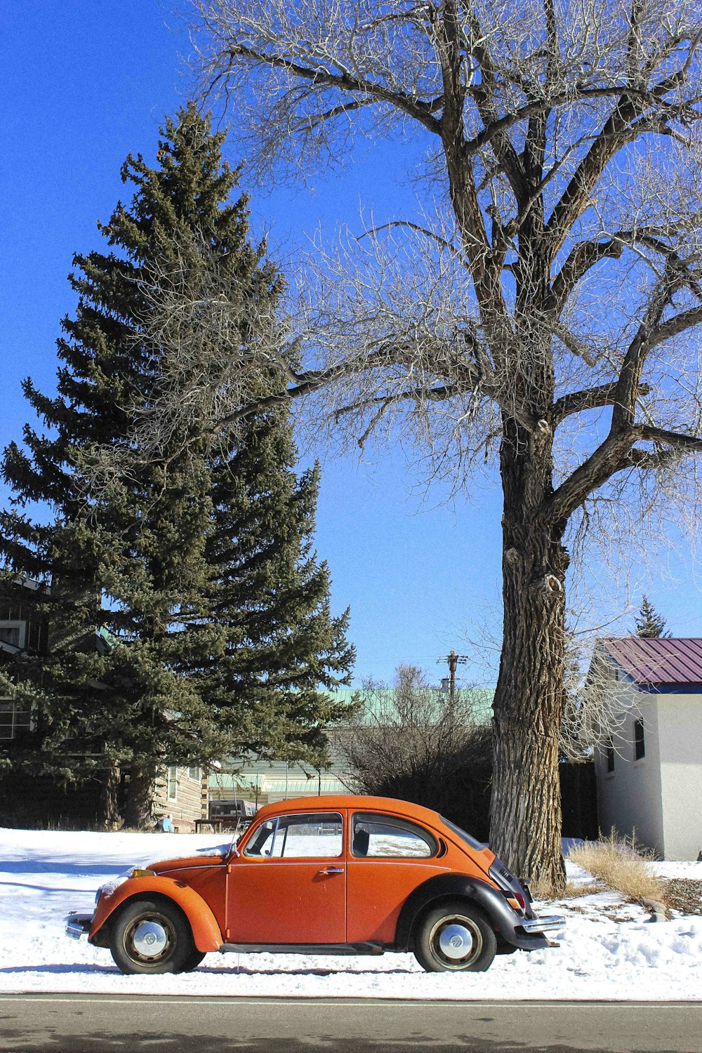 orange Volkswagen Beetle under withered tree