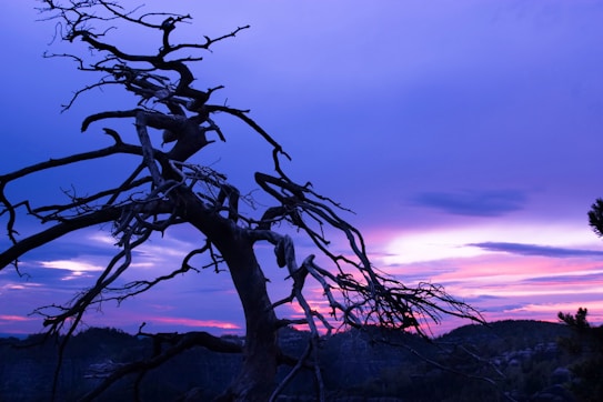 A silhouette of a gnarled tree with bare branches set against a vibrant sunset sky. The sky is a mix of purples, pinks, and blues, creating a dramatic and serene atmosphere. The outline of distant hills is visible at the bottom of the image.