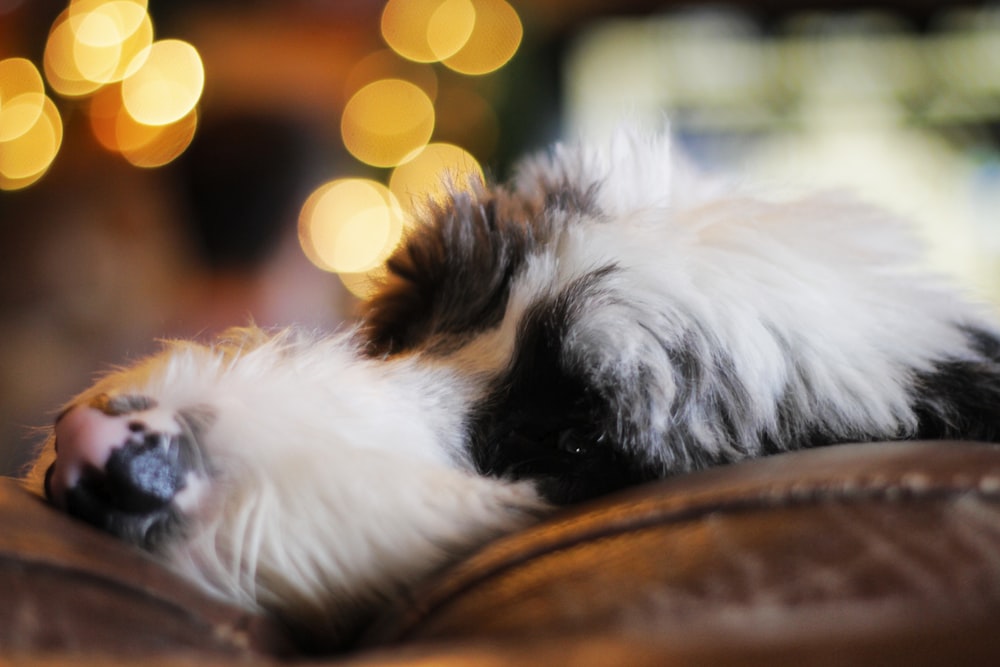 closeup photo of white and black dog