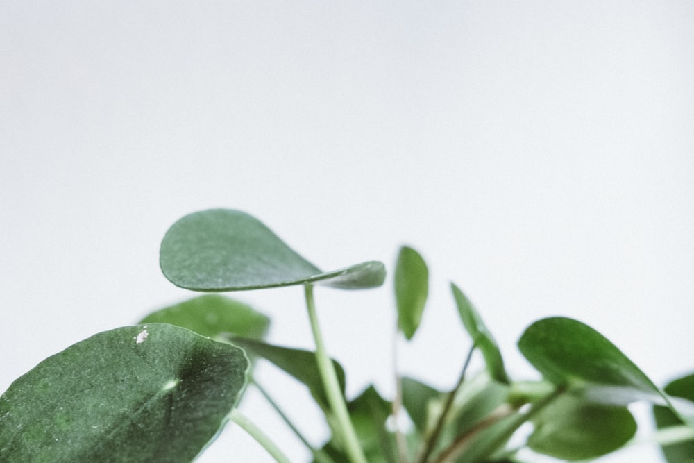 selective focus photo of oblate leaf plant