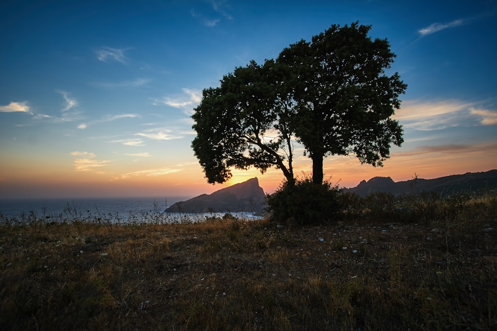 silhouette photo of tree near beach shore