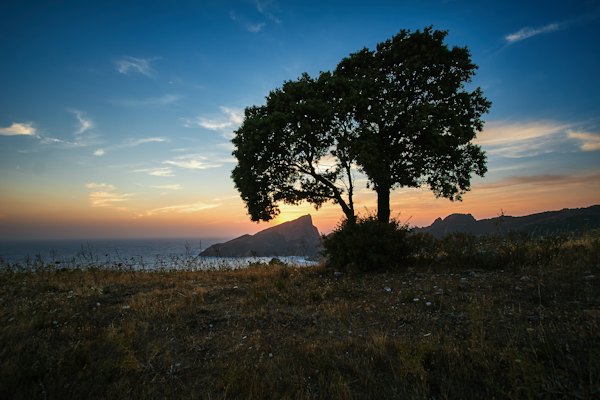 Silhouette photo of tree near beach shore — Corsica, France